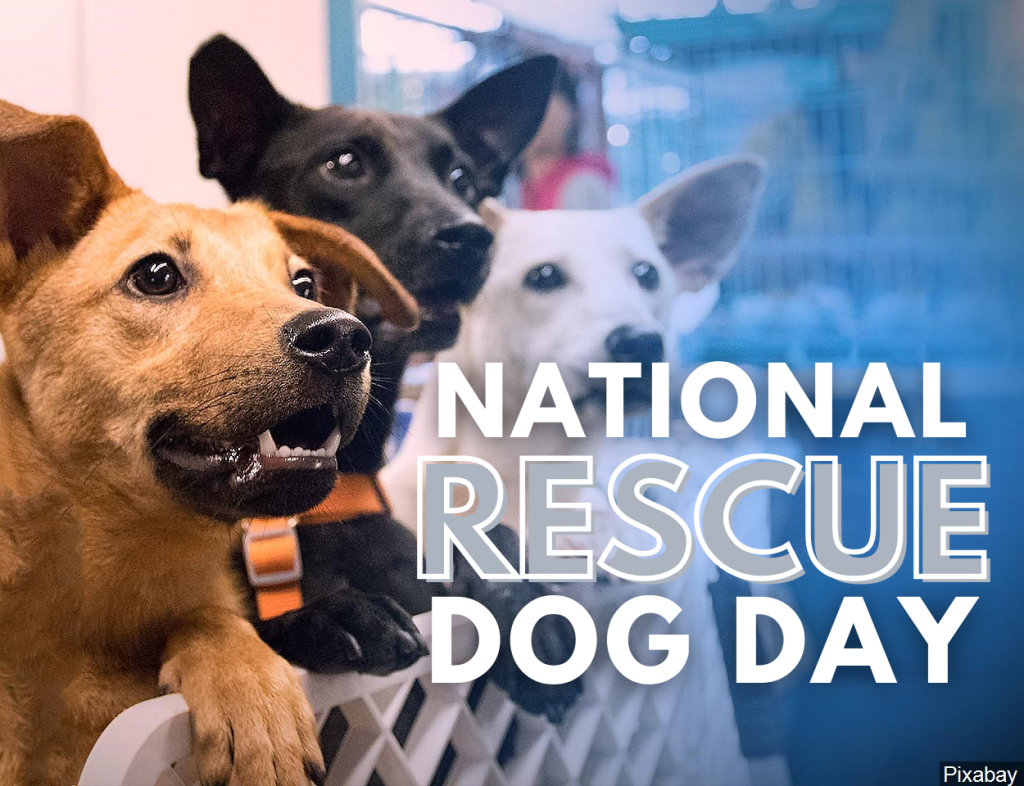 GALLERY: It's National Rescue Dog Day!