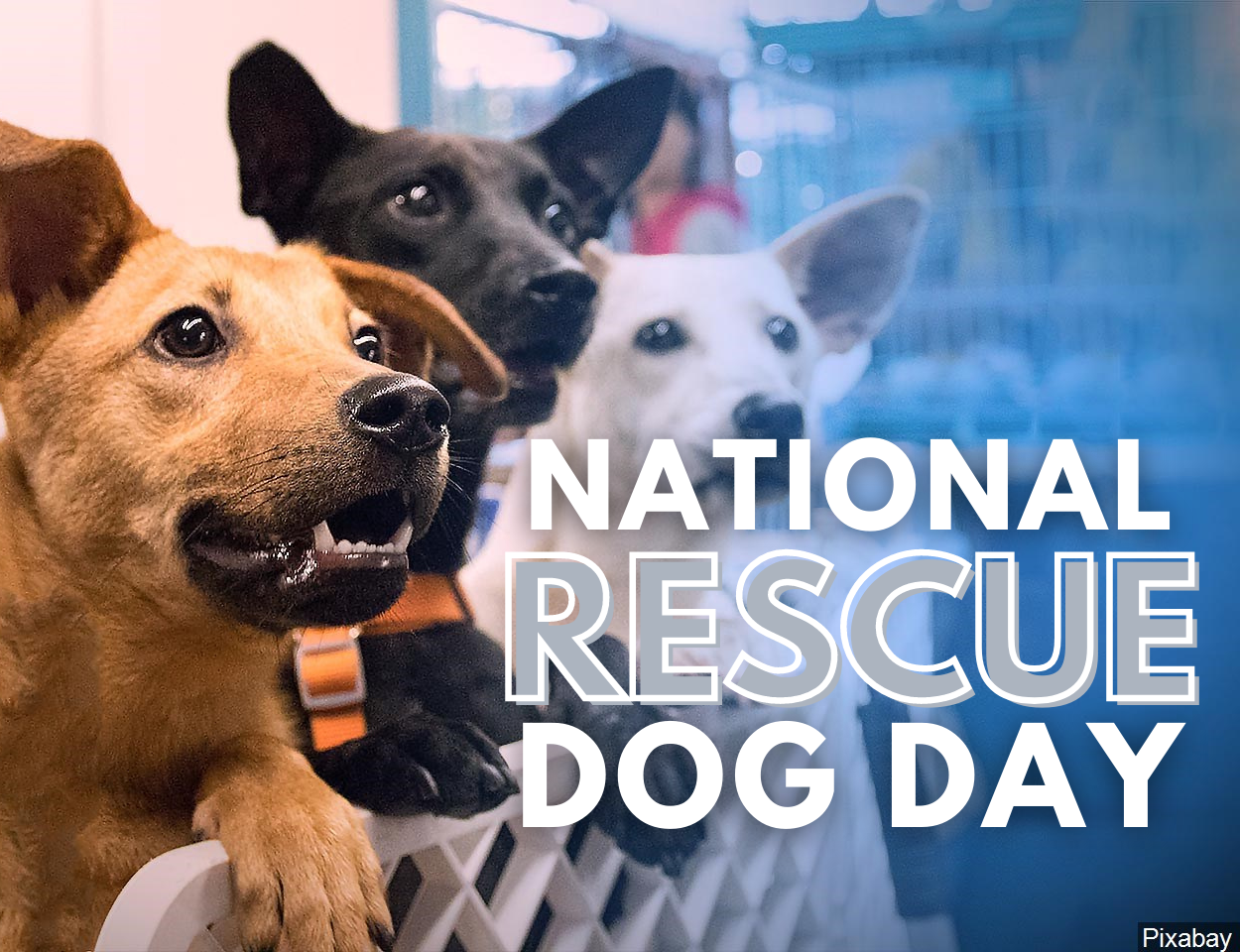 GALLERY It's National Rescue Dog Day!