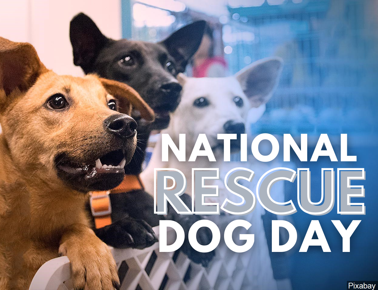 National rescue shop dog day