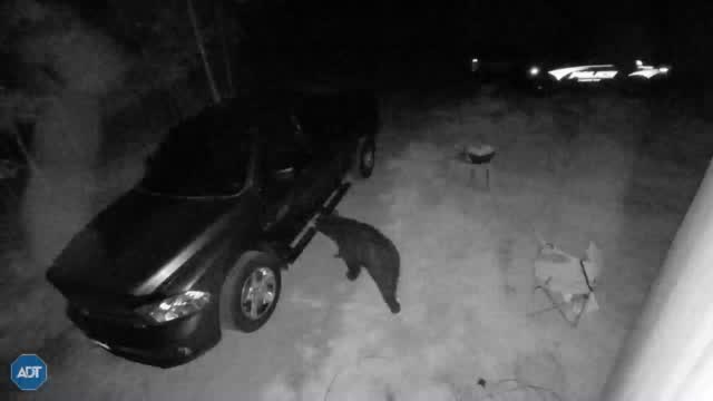 Bear Breaks Into Car In New Hampshire