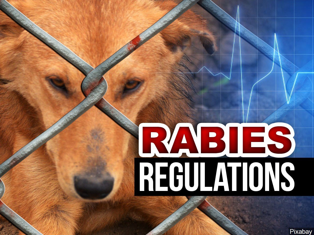 CDC temporarily bans importation of dogs