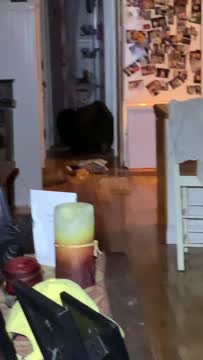 Bear In California Home Helps Himself To Food