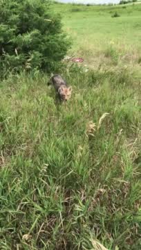 Coyote And Raccoon Video. Credit Bob Hamilton