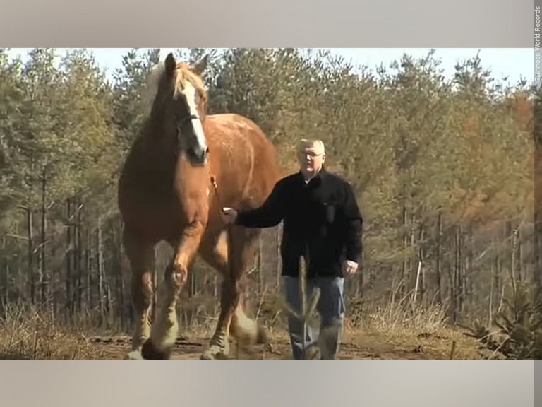 World's tallest horse, Big Jake, dies in Wisconsin at age 20