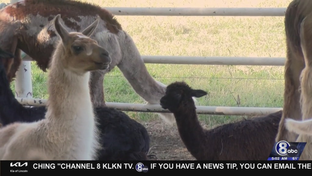 Meet Cuddly Critters During National Alpaca Farm Days