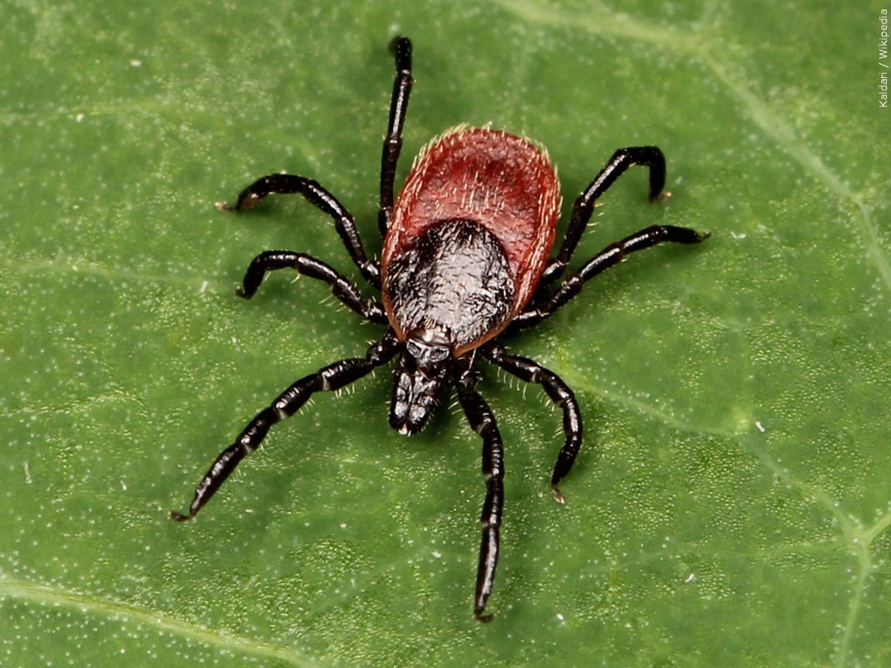 Lyme disease bacteria detected in northeast Nebraska tick population
