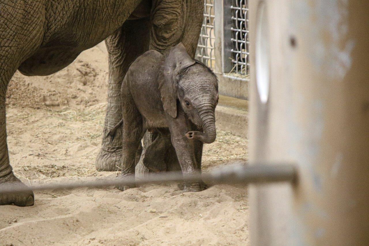 Baby elephant's name announced at Omaha zoo: first in 125-year history