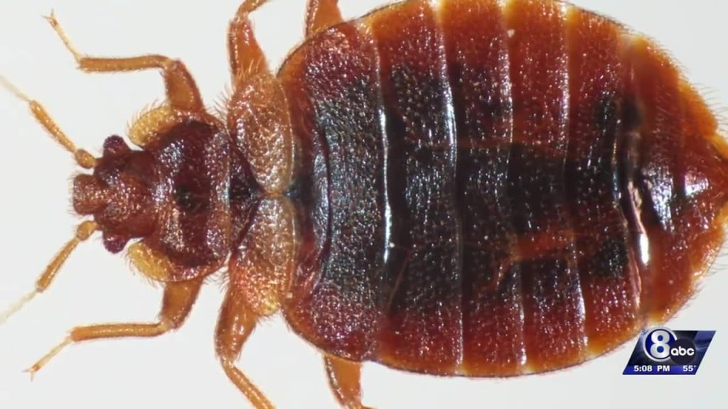 Lincoln Top 50 In Bed Bugs