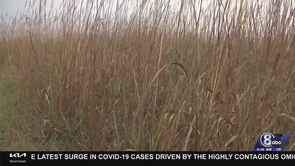 Unl Research Looks To Rejuvenate The Prairie