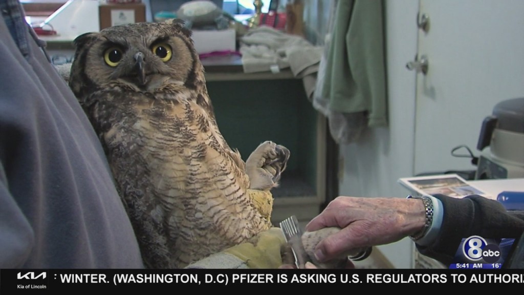Birds Of A Feather Heal Together At Raptor Conservation Alliance