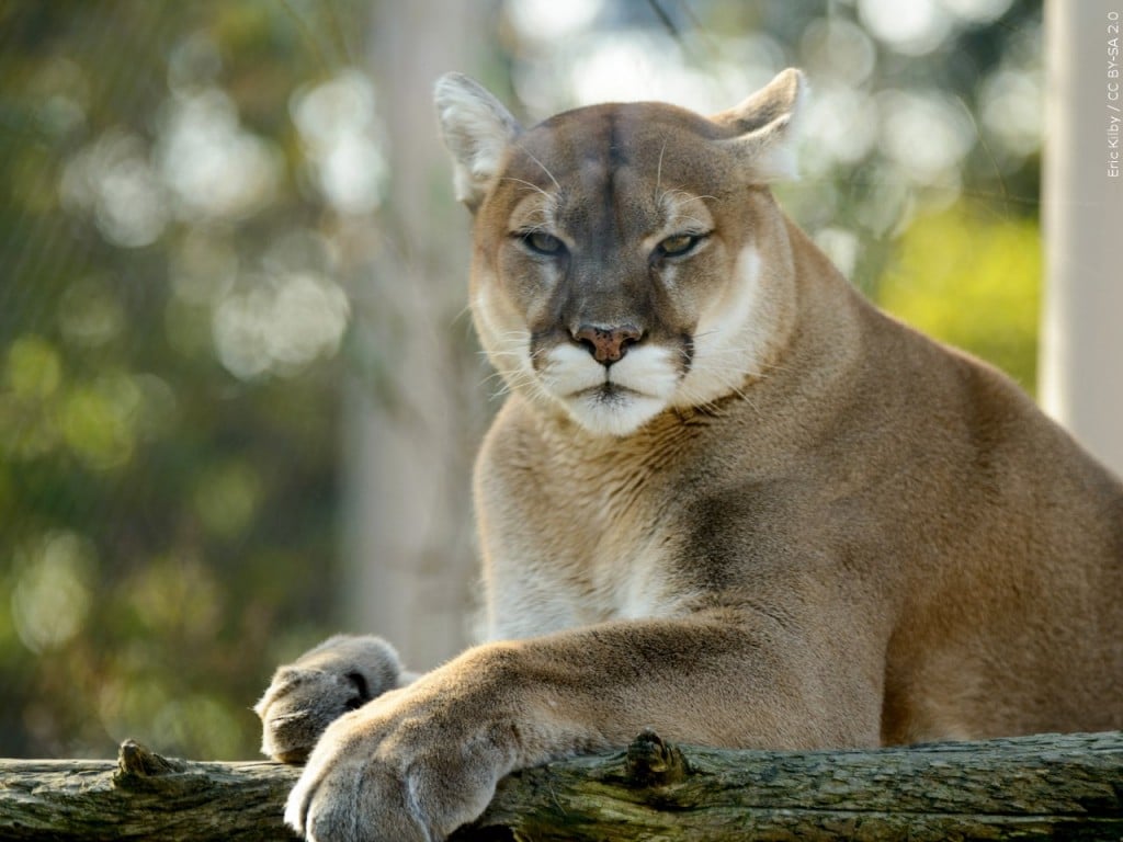 Nebraska-born mountain lion killed in Montana