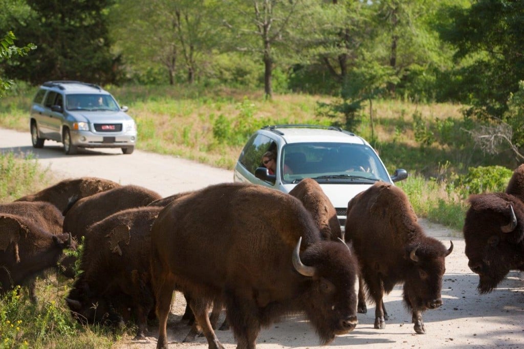 Bison On Road At Wsp