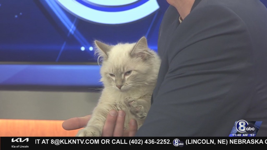 Midday Interview: Capital Humane Society