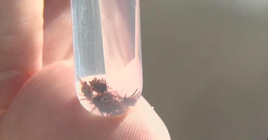 Tick Collection Leads Summer Prep For Health Agencies