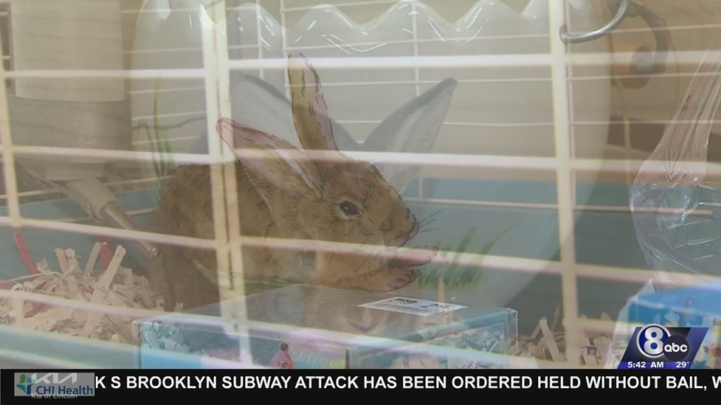 Small Animals Show Up In Shelters Post Easter