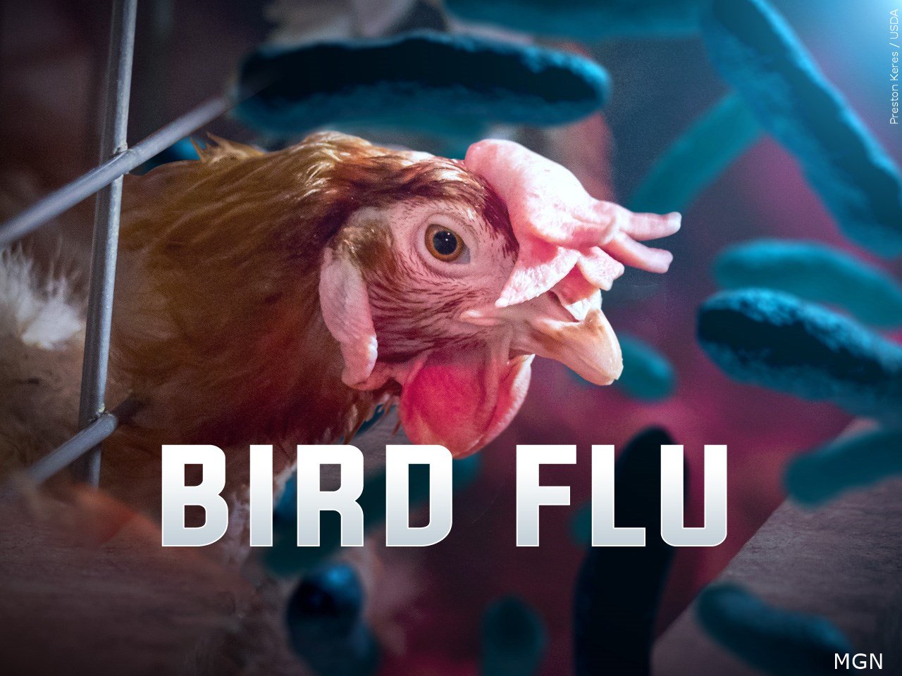 Bird flu confirmed on farm in northeastern Nebraska; 1.7 million hens