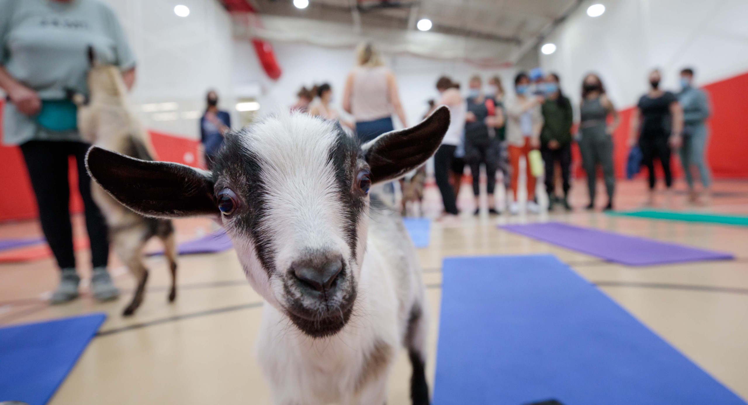 University of Nebraska Medical Center in Omaha hosts goat yoga class