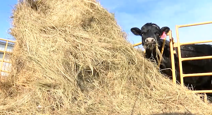 Cow Feed
