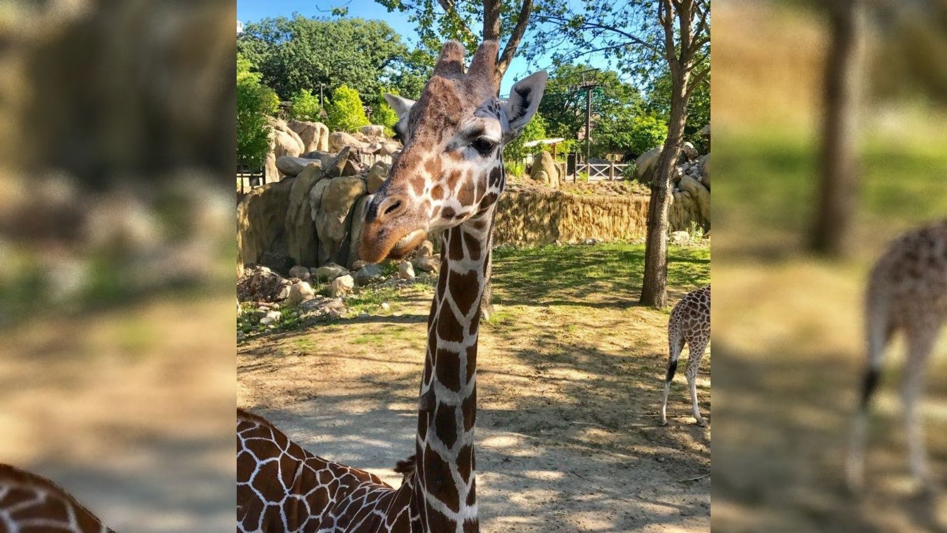 Omaha Henry Doorly Zoo mourns death of oldest giraffe(02)