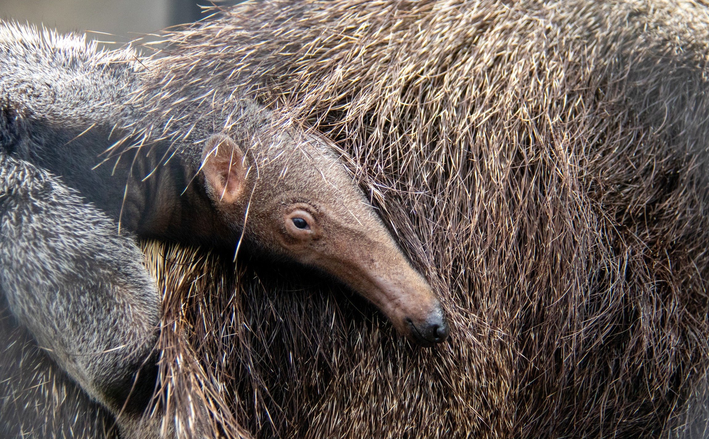 Baby anteater born at Lincoln Children's Zoo