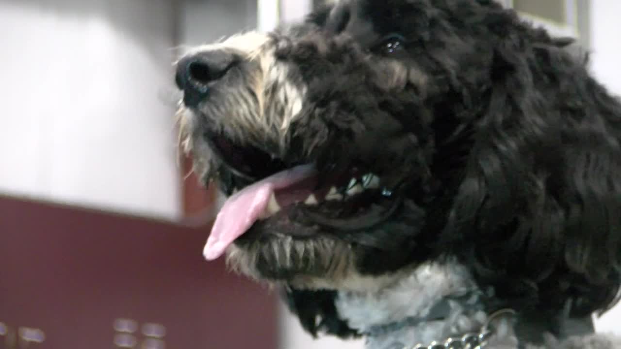 Therapy dog to make its first ever debut on UNL's campus - Vimarsana News