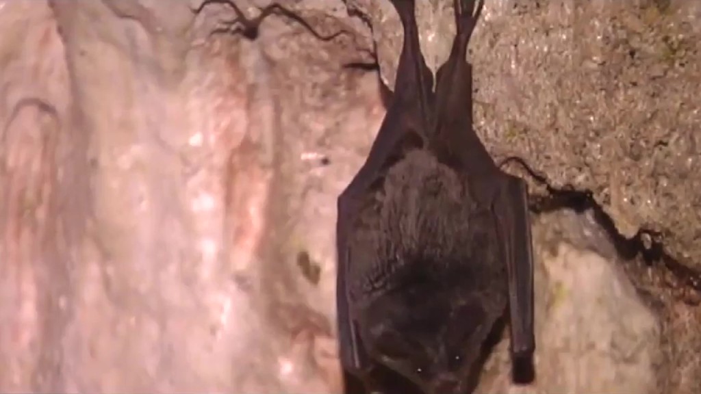 Bats