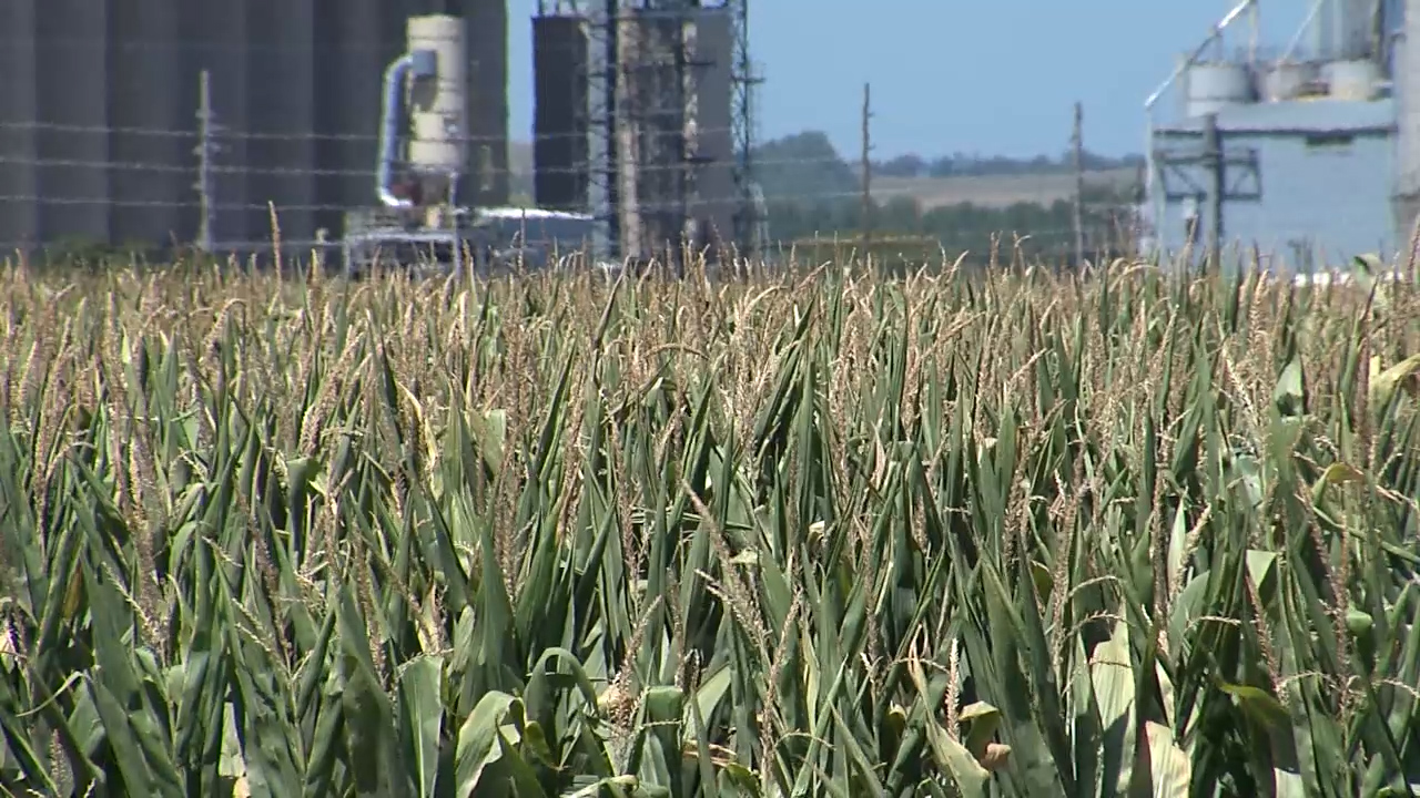 'We are starting to fall apart' Nebraska crops will not be 'sweating