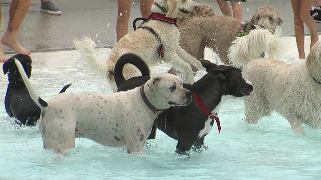 Beatrice Doggie Dip 2022, dogs, animals, pets