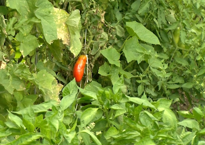 Pepper