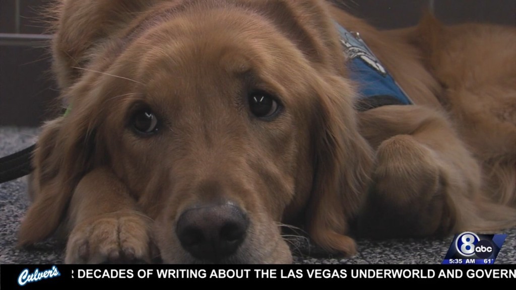 Comfort Dog From Lincoln Heads To Uvalde To Help Heartbroken Community