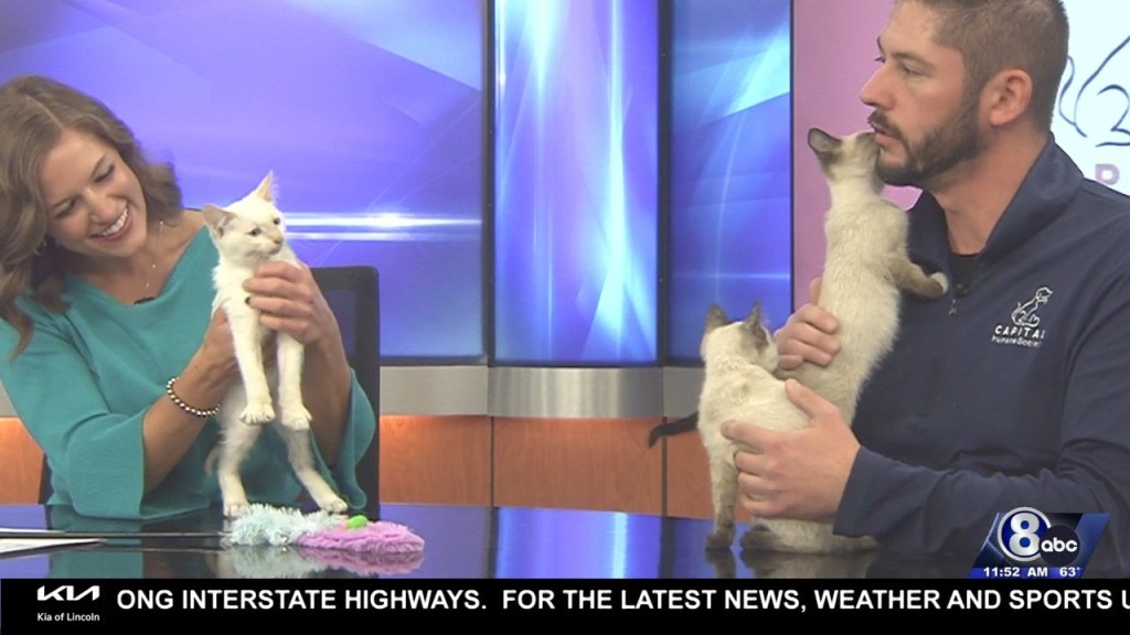 Midday Interview: Capital Humane Society (prague, Berlin & Brussels)