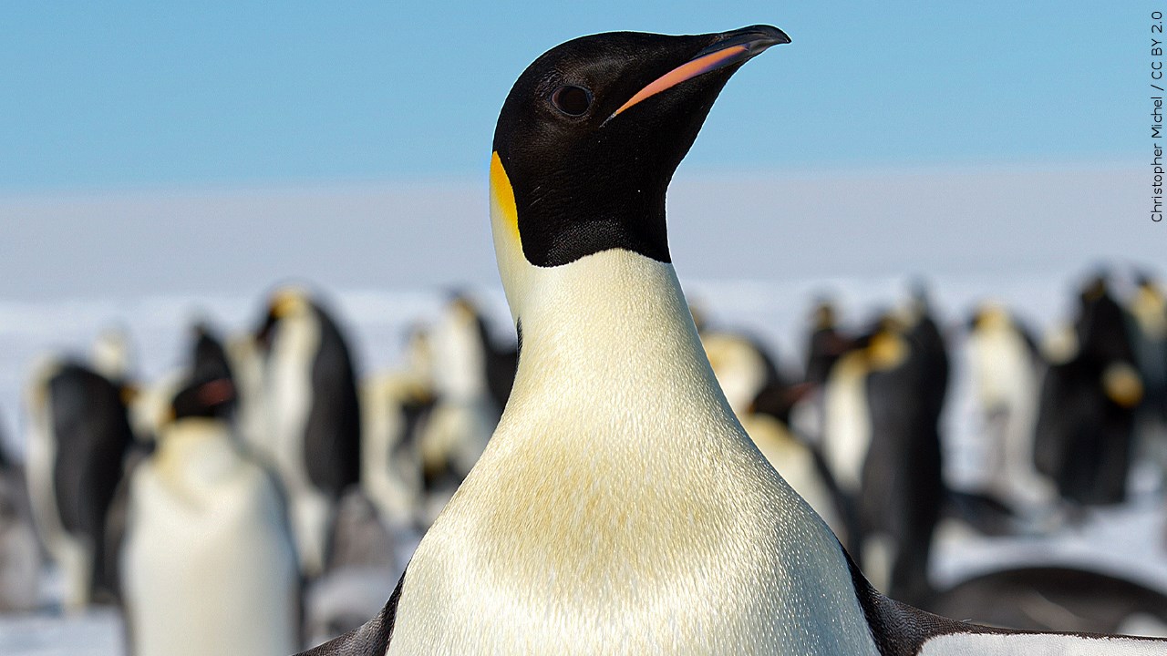 U.S. Fish & Wildlife places Emperor Penguins under safe keeping of ...