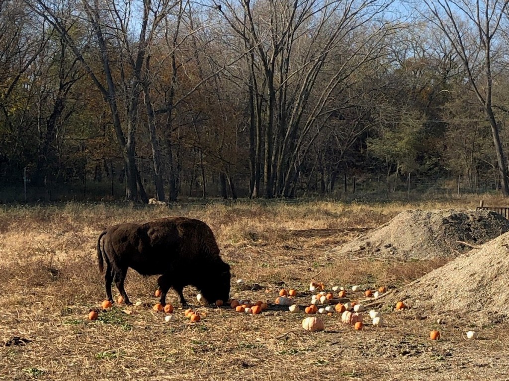 Bison With Pumpkins Img 8038 Landscape 1
