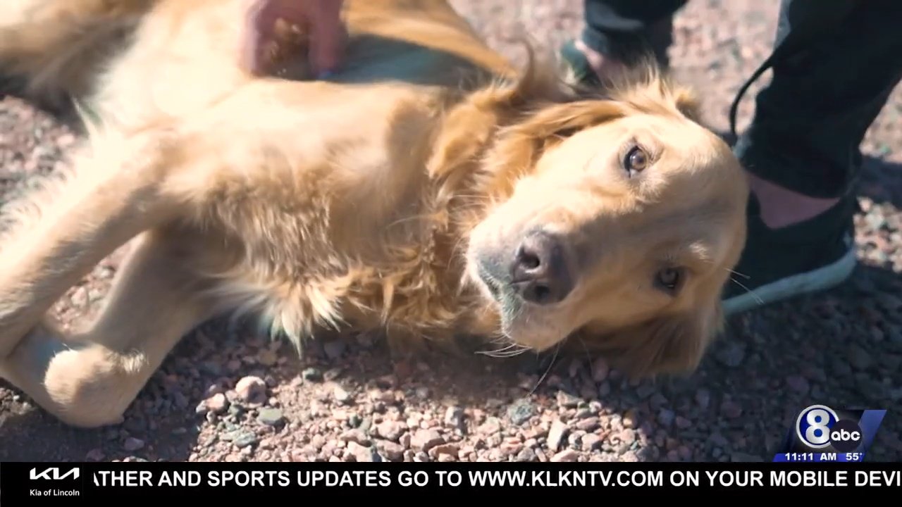 Colorado deputies find dog that was lost in mountains for three months