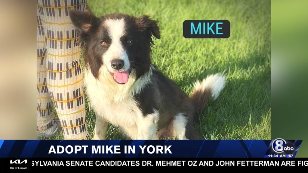 Mike Is Searching For His Forever Home