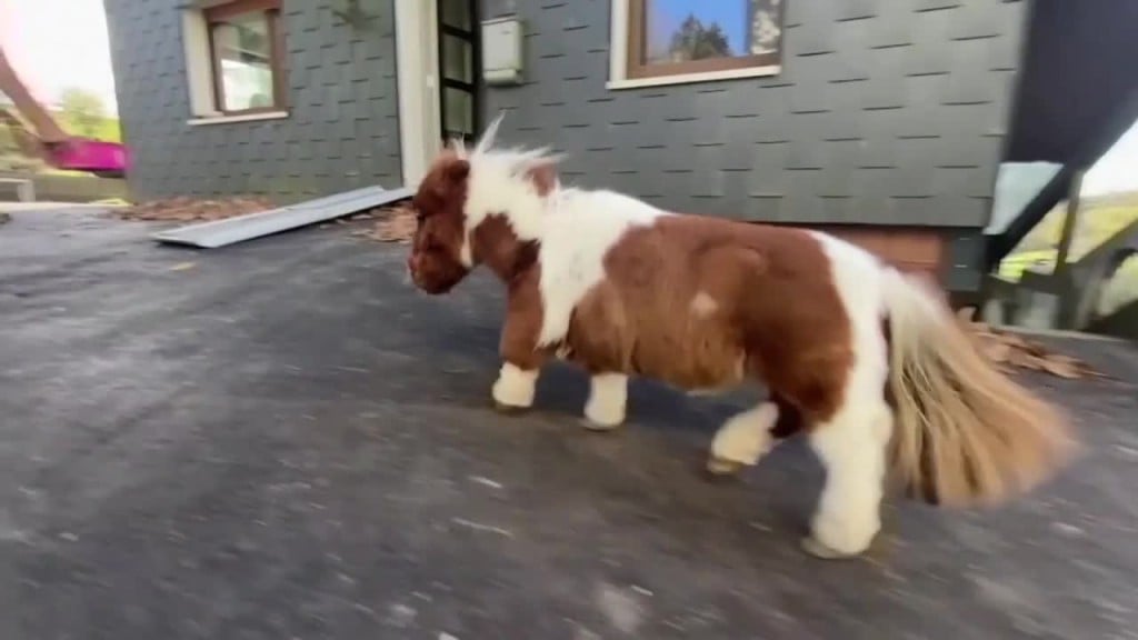 Meet Pumuckel, Possibly The World's Smallest Pony