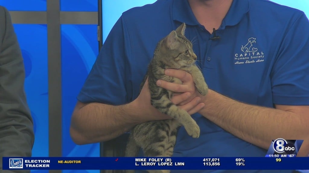 Midday Interview: Capital Humane Society (tommy Boy)