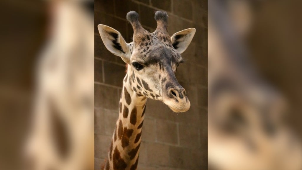 Providence, A 20 Month Old Giraffe, Arrives At Roger Williams Zoo
