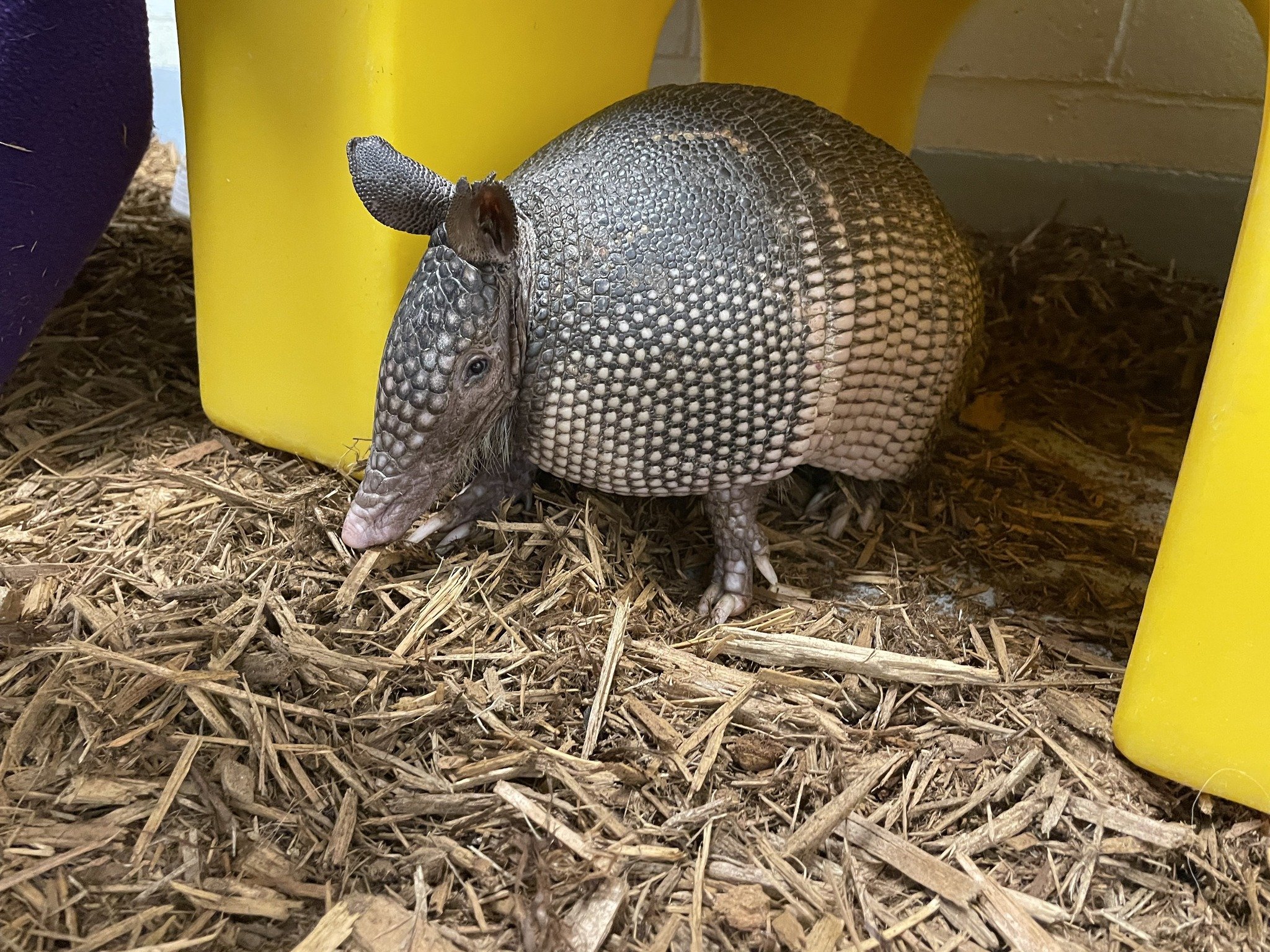 nonprofit-rescues-two-armadillos-in-nebraska