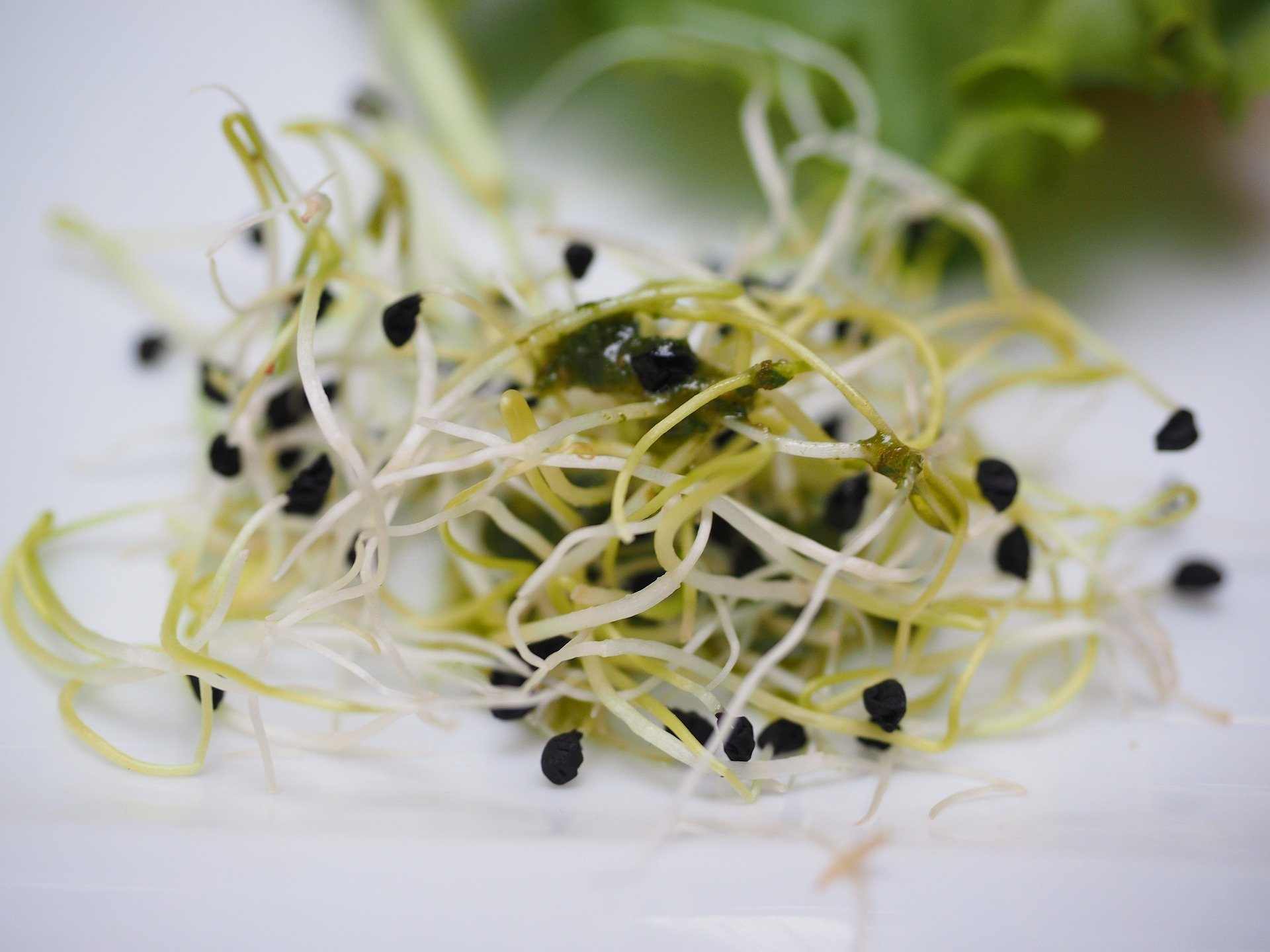  Nebraska reports cluster of salmonella infections linked to alfalfa sprouts 
