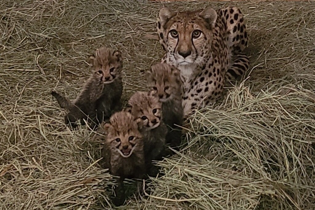 Mama Clio And 4 Cubs 120422