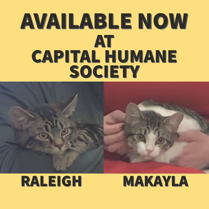 Meet Raleigh and Makayla, shorthair kittens at Capital Humane Society