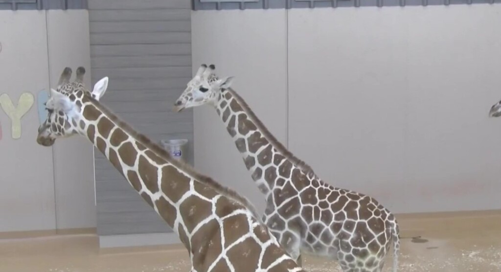 Girafe