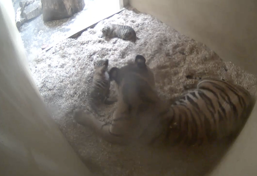 Cub Cam The Birth Of Two Critically Endangered Sumatran Tiger Cubs Is Caught On Camera At Chester Zoo Edited