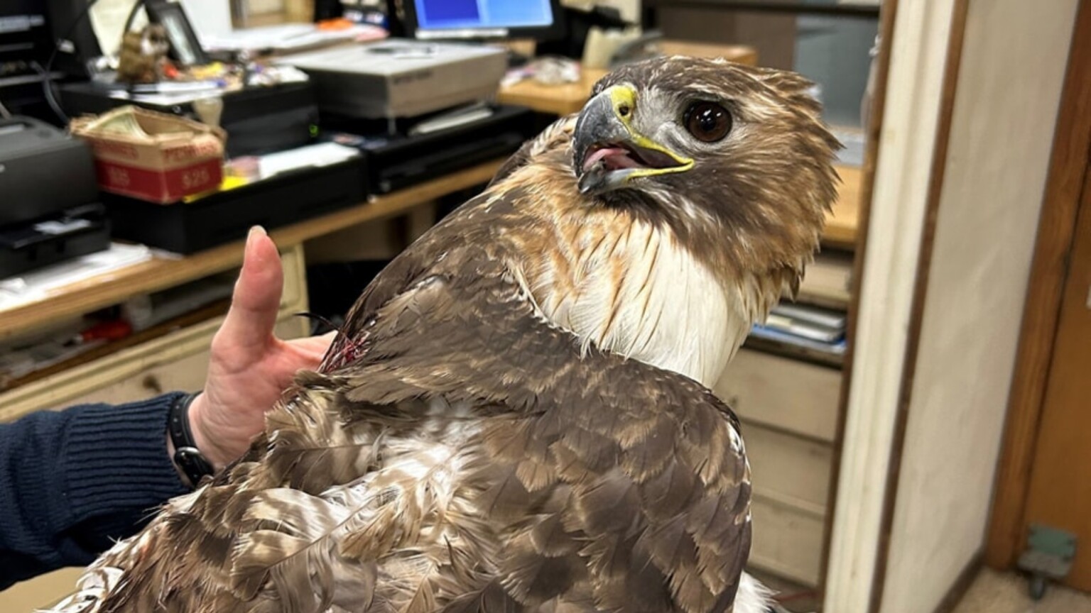 Lincoln Animal Control rescues injured hawk from parking lot