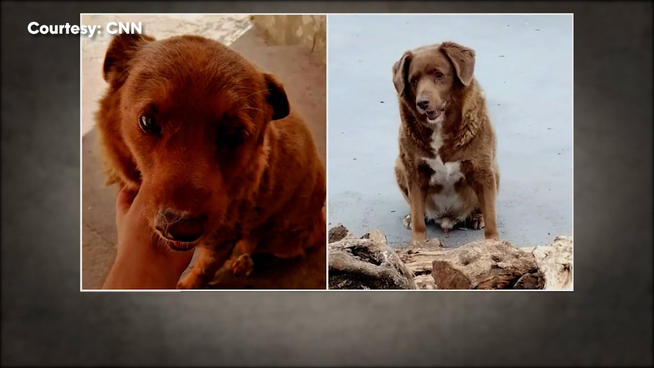 ‘World’s oldest dog’ celebrates 30 years, 268 days