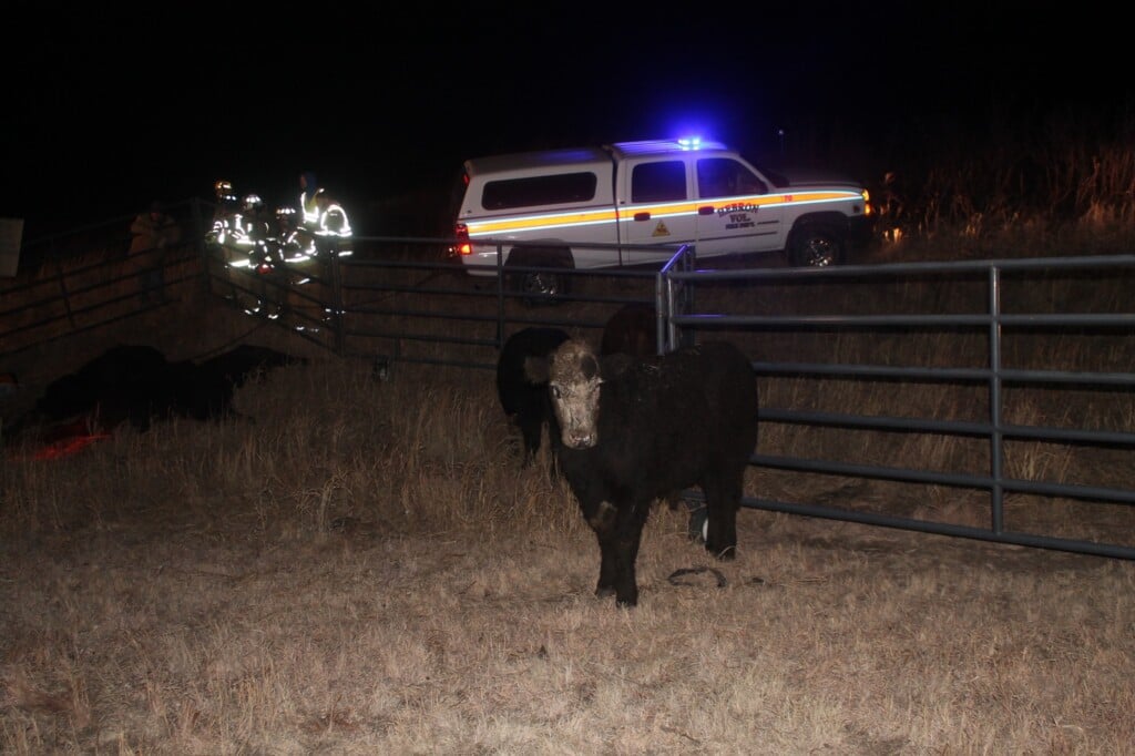 Firefighters Work To Save Cows After Bull Rack Flips 4 Courtesy Hebron Fire Department