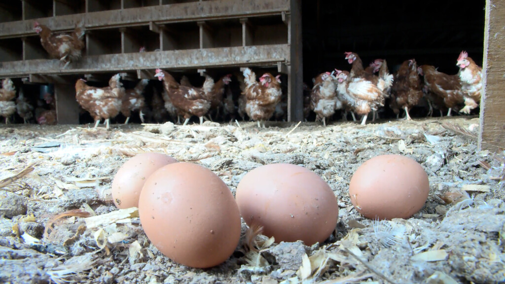 Sen. Jack Reed Pushes Federal Investigation In To Price Jacking Of Eggs