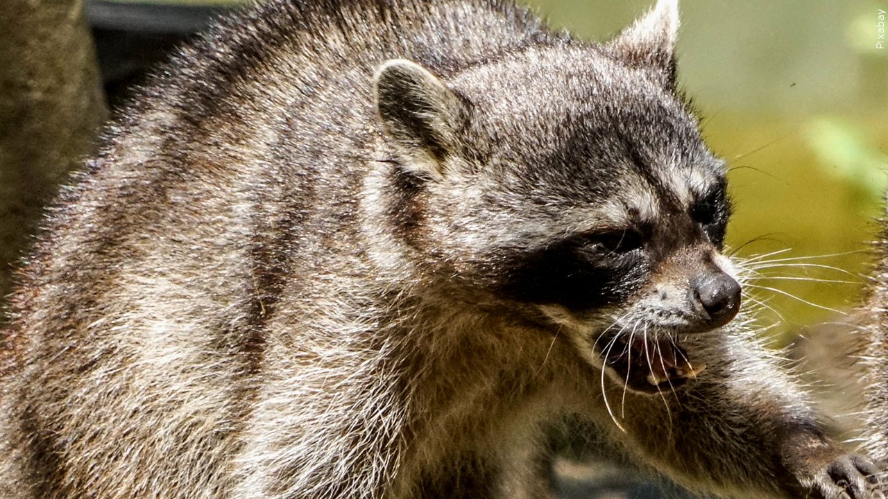 Two Lincoln raccoons test positive for canine distemper, city officials say