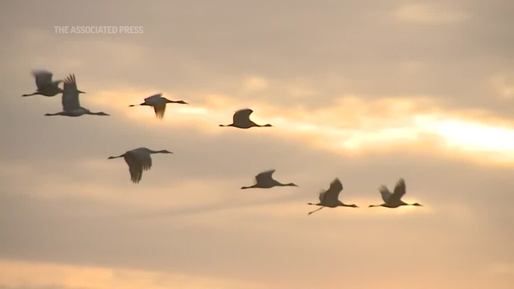 Sandhill Crane Migration Inspires Awe In Alda